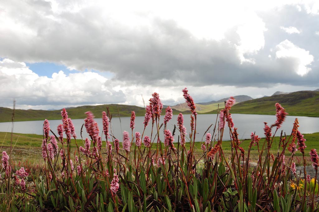 Deosai National Park Tour
