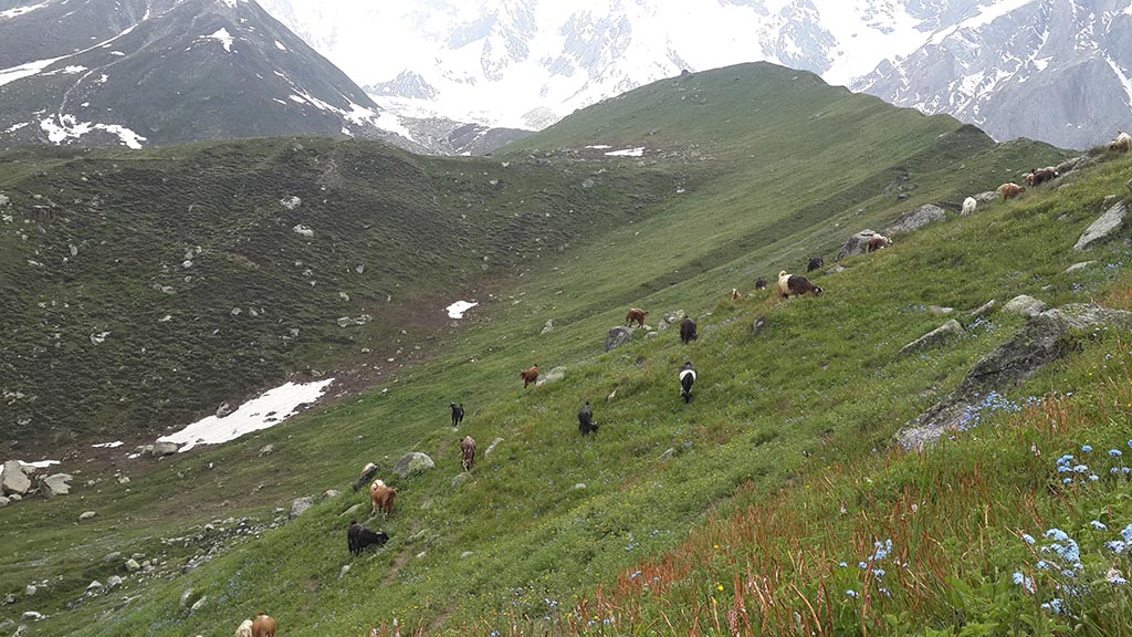 nanga parbat base camp tour