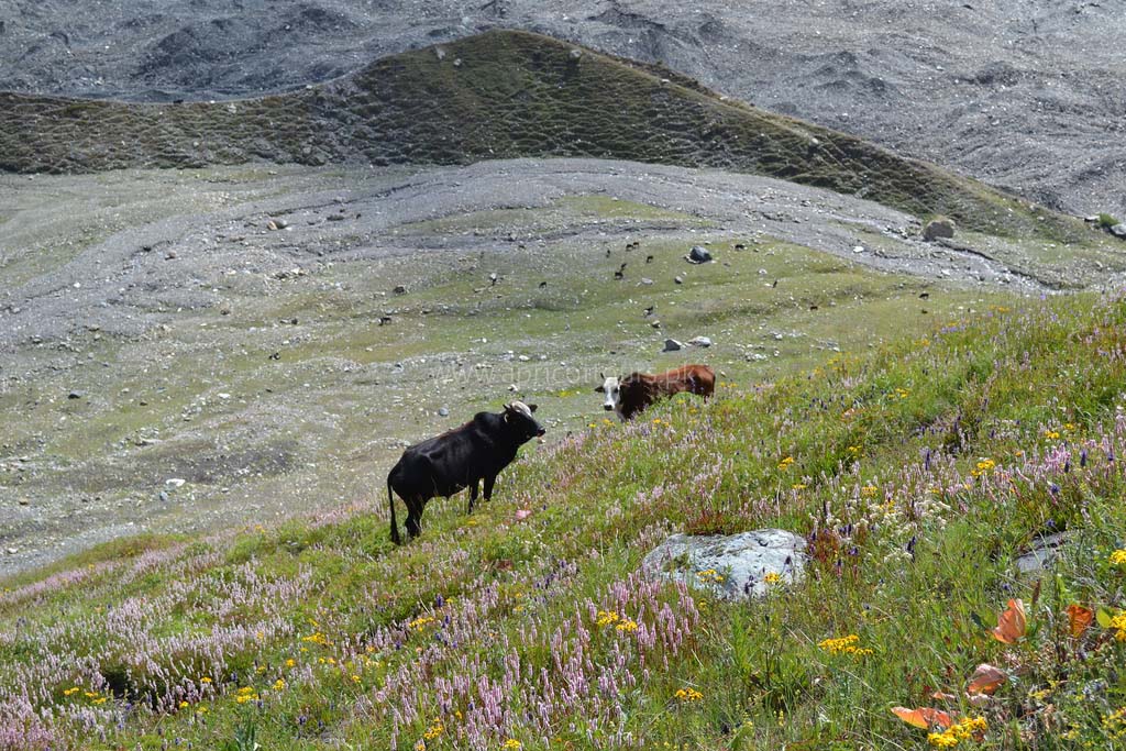 Rakaposhi Base Camp Trek