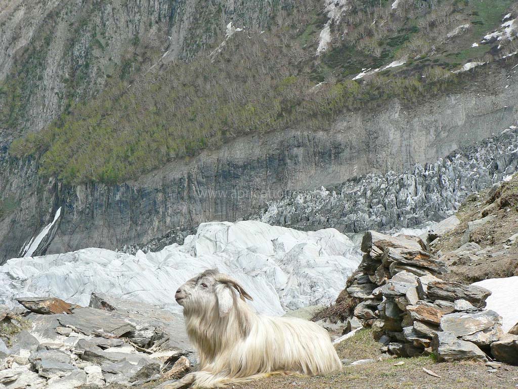 Rakaposhi Base Camp Trek