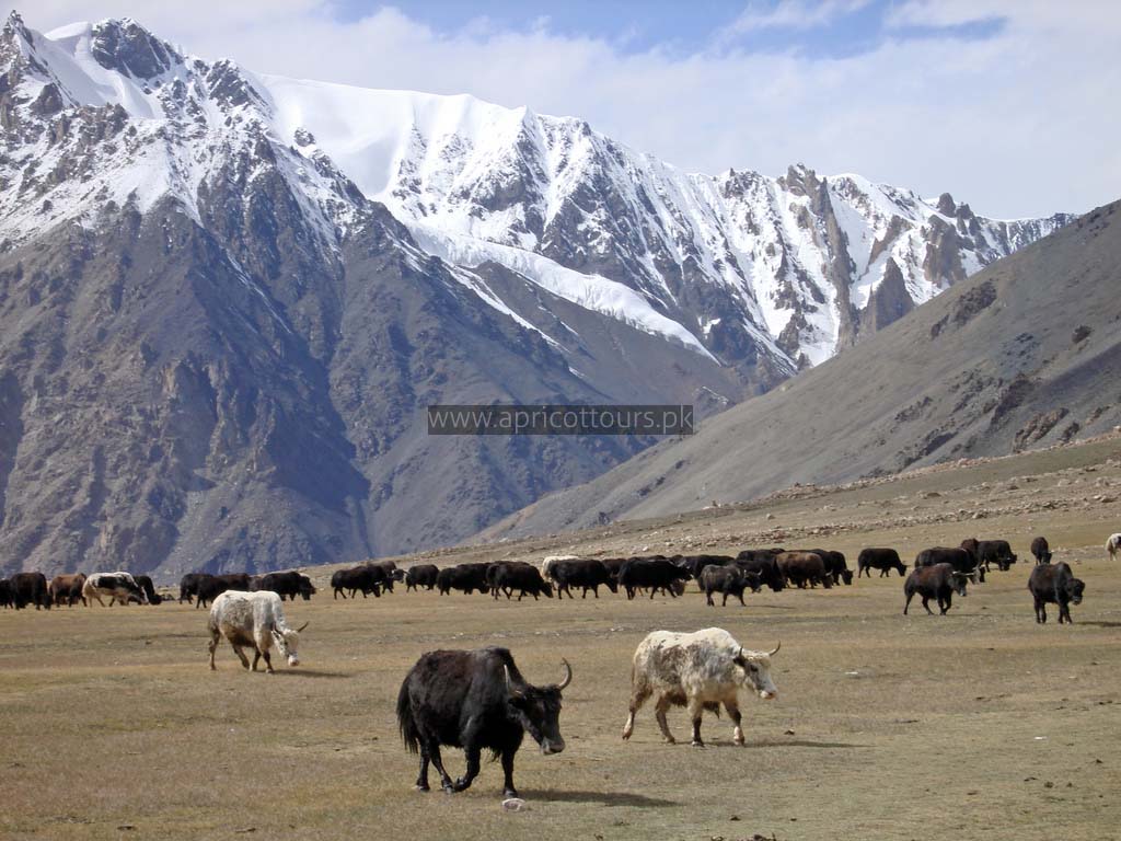 Shimshal Pass Trek