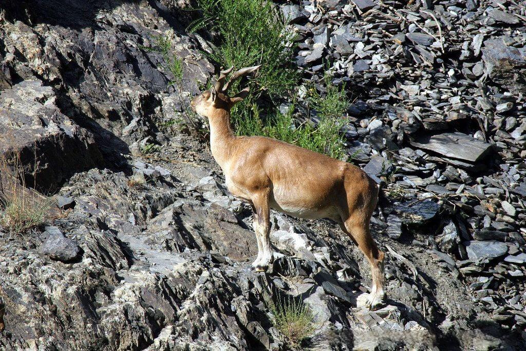 gokhshal an and dooni an trek