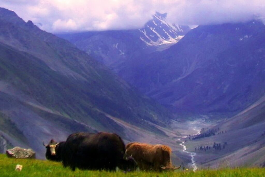 daintar pass trek