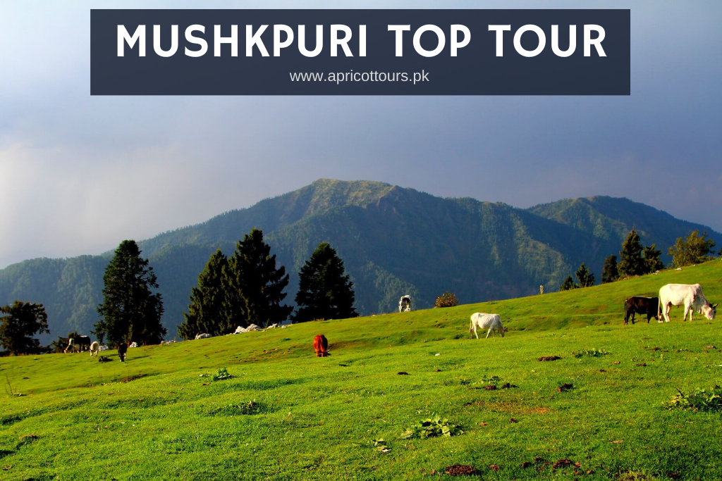 Mushkpuri Top Tour (Day Trip)