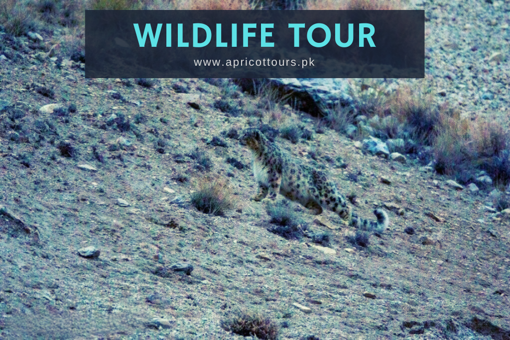 Wildlife Tour Pakistan