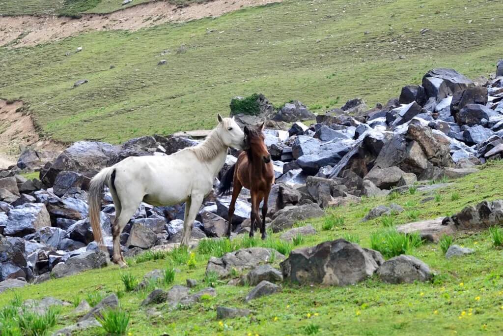 badgoi top dasht laila tour