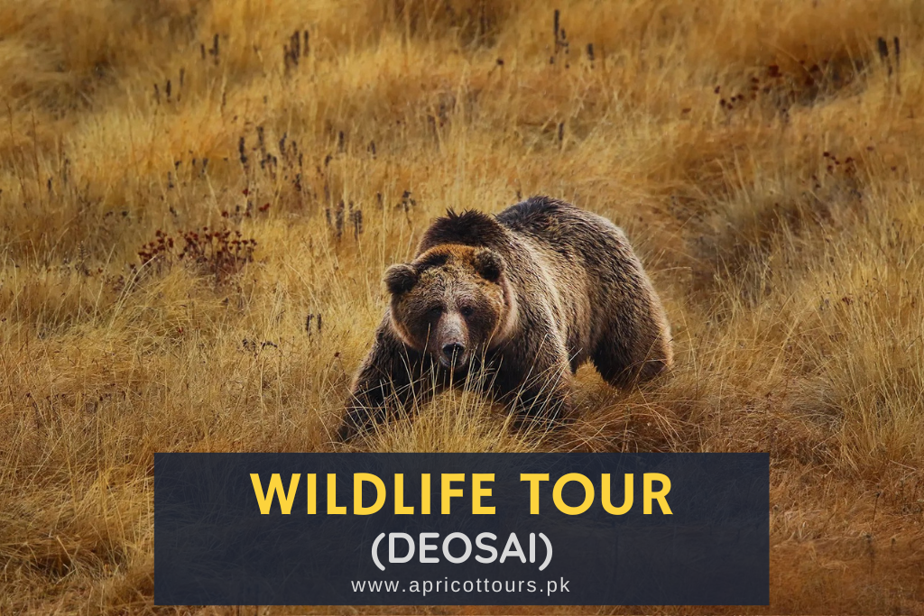 Wildlife Tour (Deosai)
