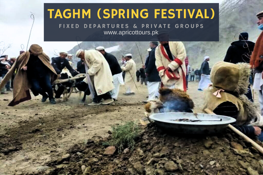 Taghm (Spring Festival) Apricot Tours Pakistan