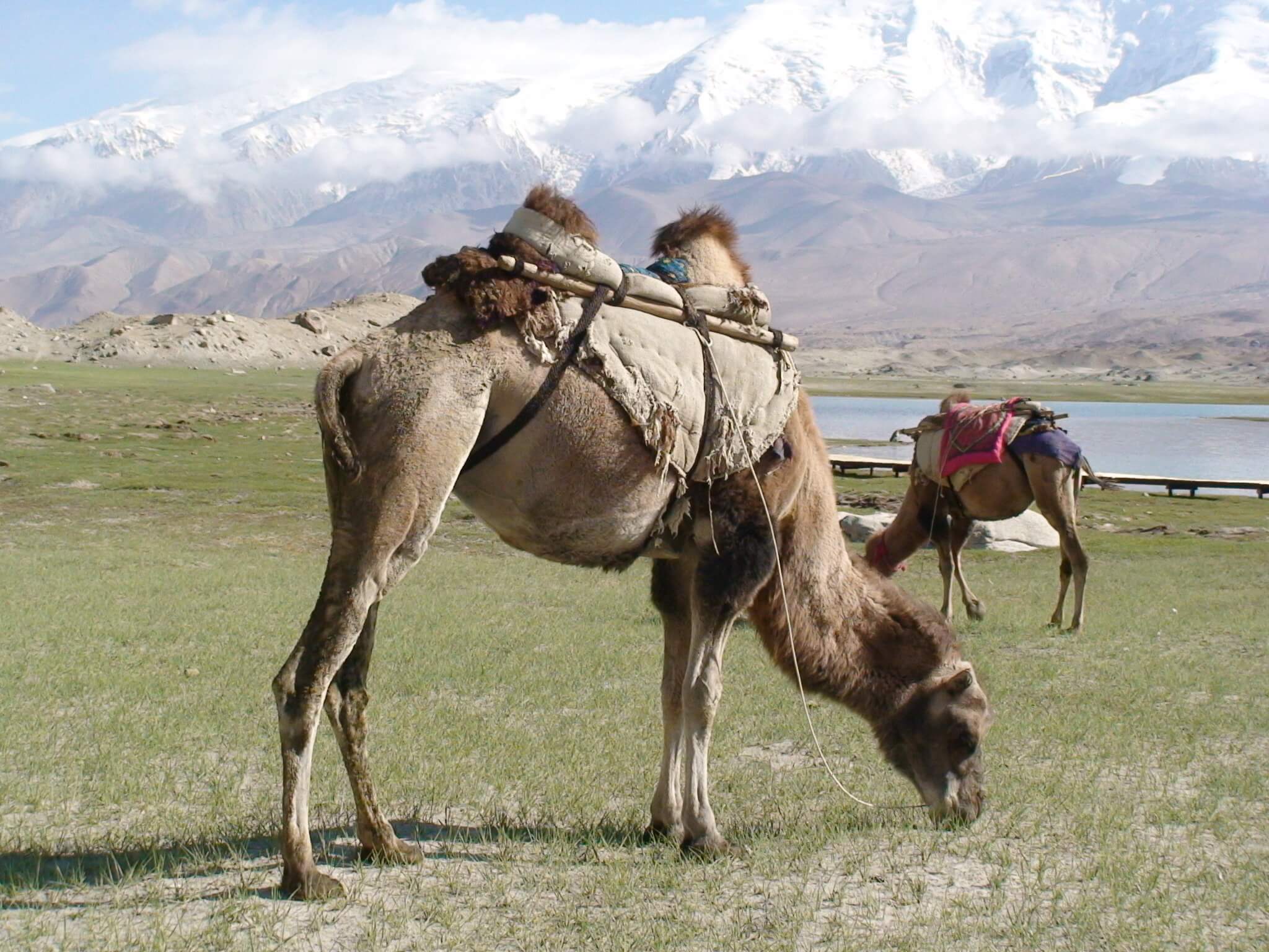 pamir camel safari