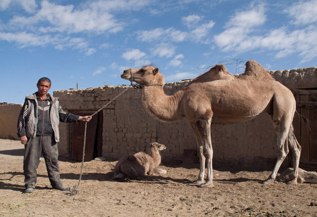 pamir camel safari