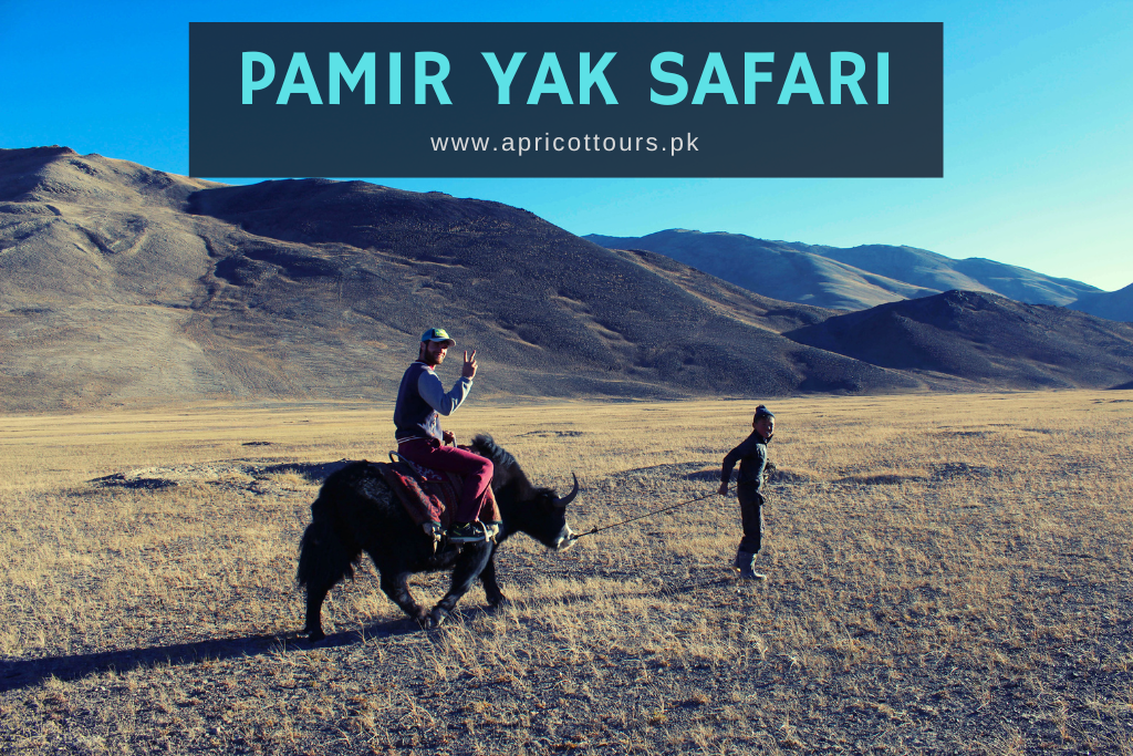 pamir yak safari