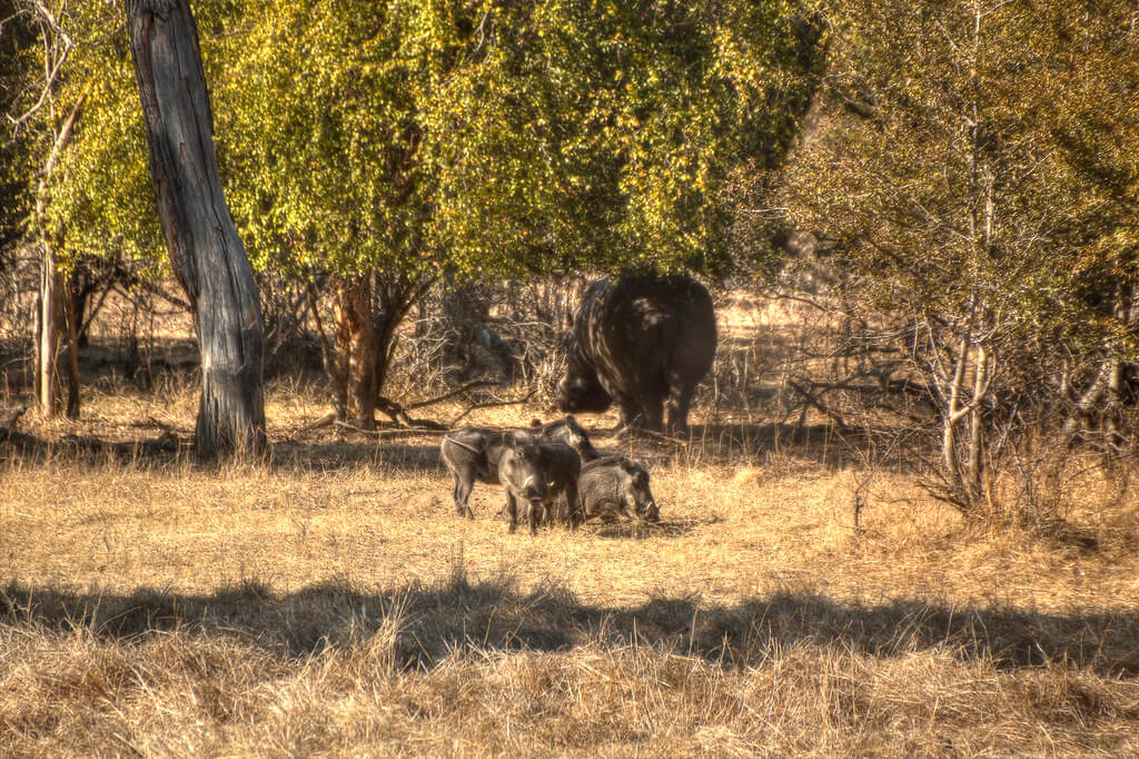 zambia safari tour package from pakistan
