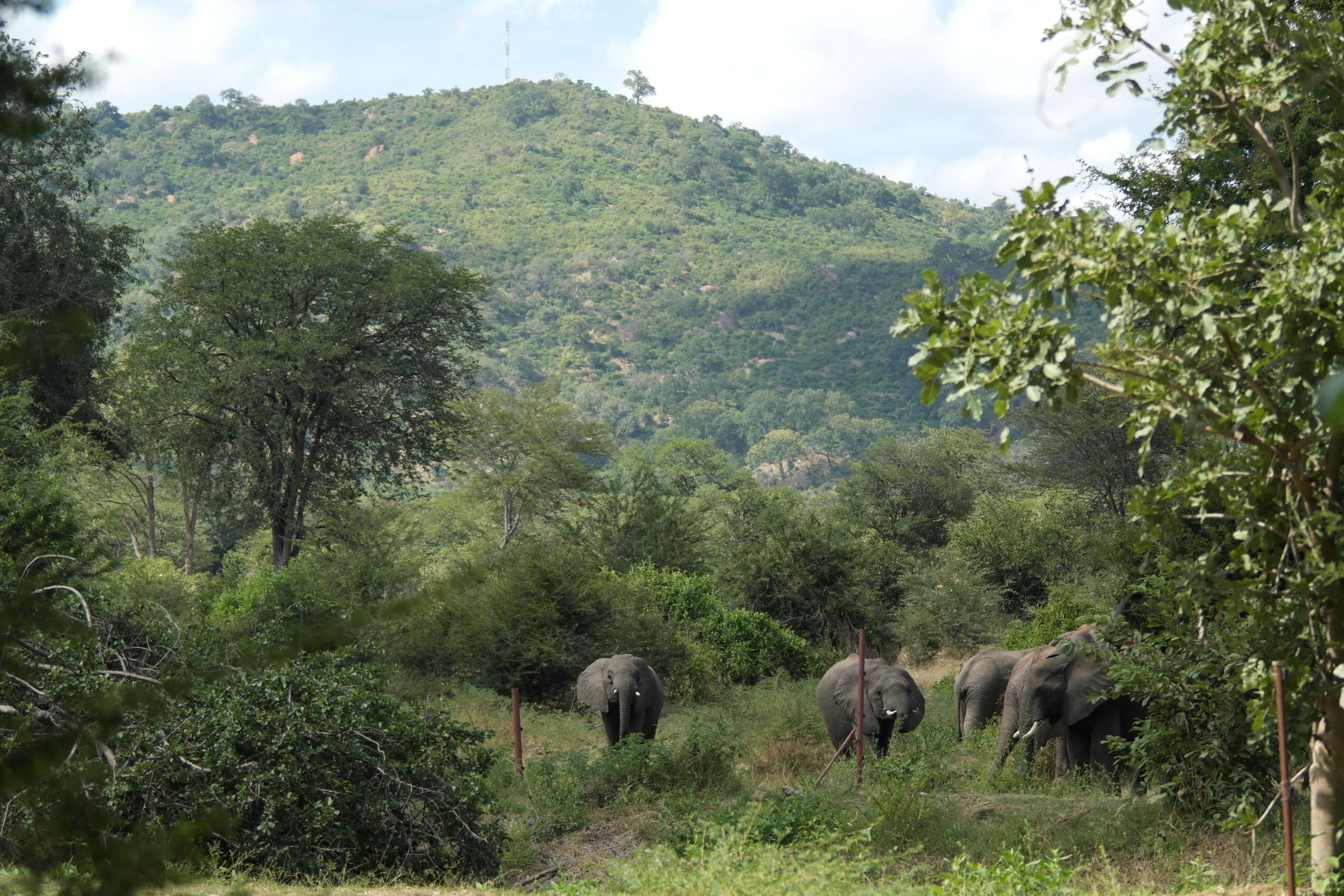 zimbabwe safari tour package from pakistan