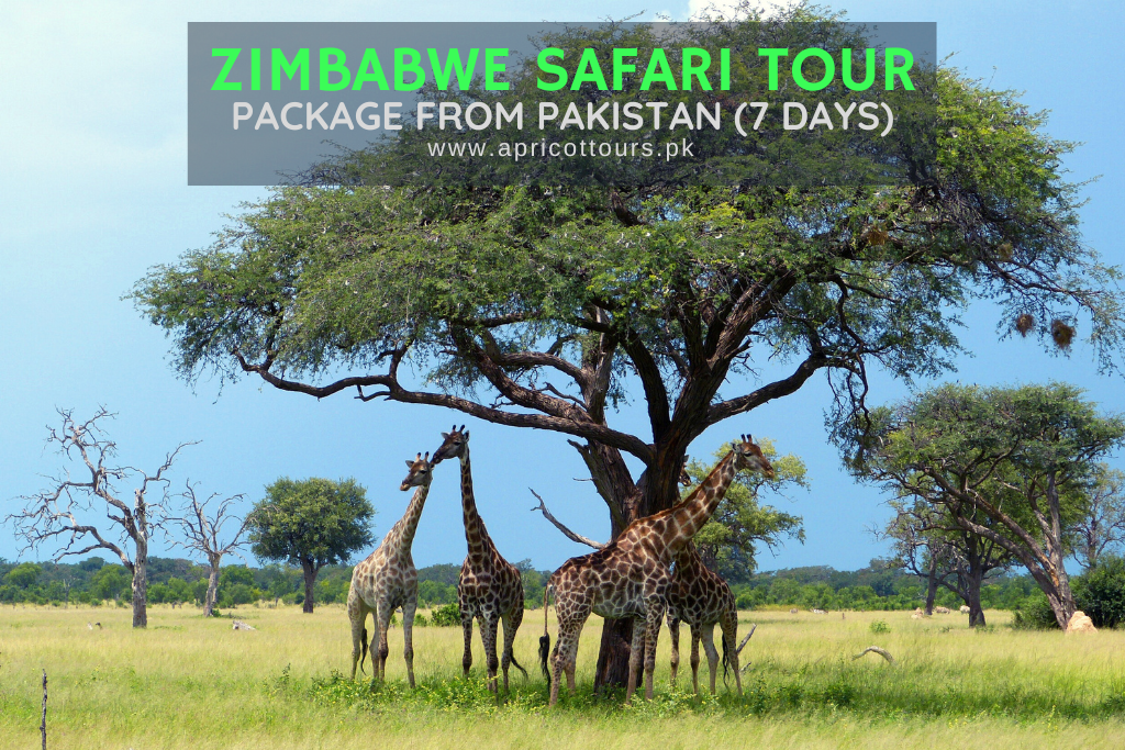 Zimbabwe Safari Tour Package from Pakistan (7 Days)