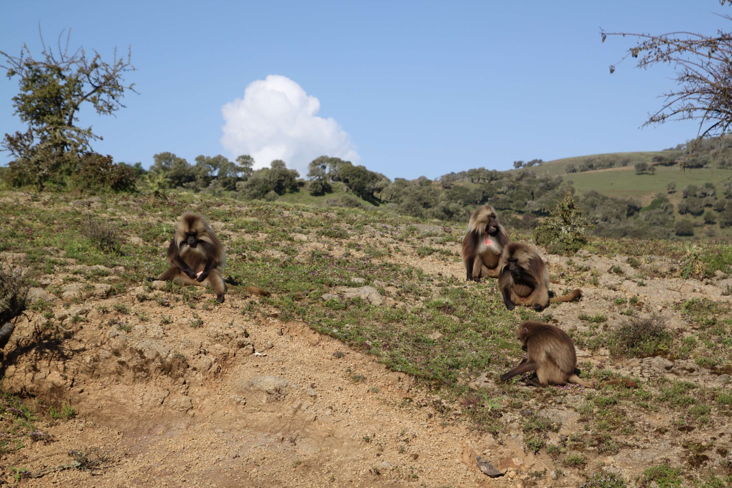 ethiopia tour package from pakistan