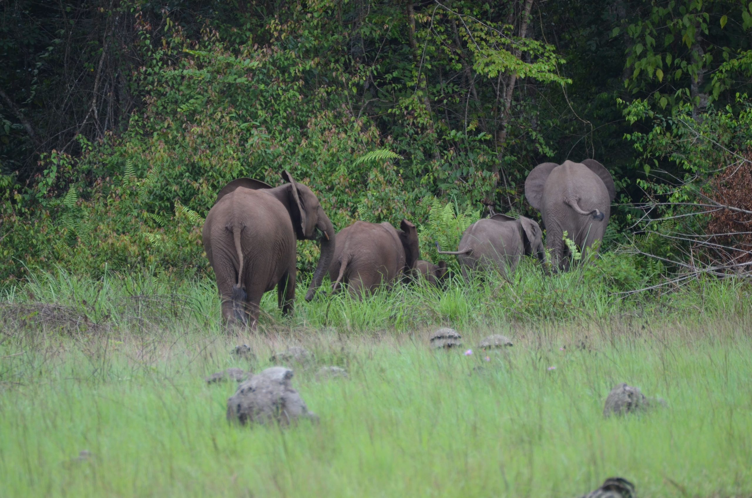 gabon tour package from pakistan