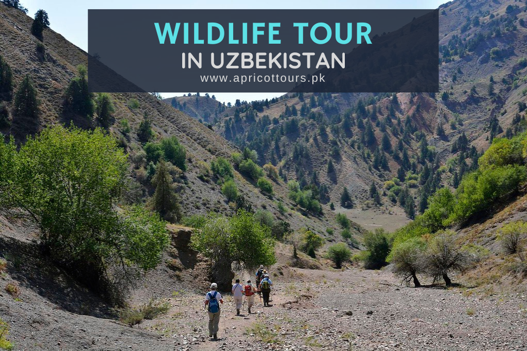 Wildlife Tour in Uzbekistan