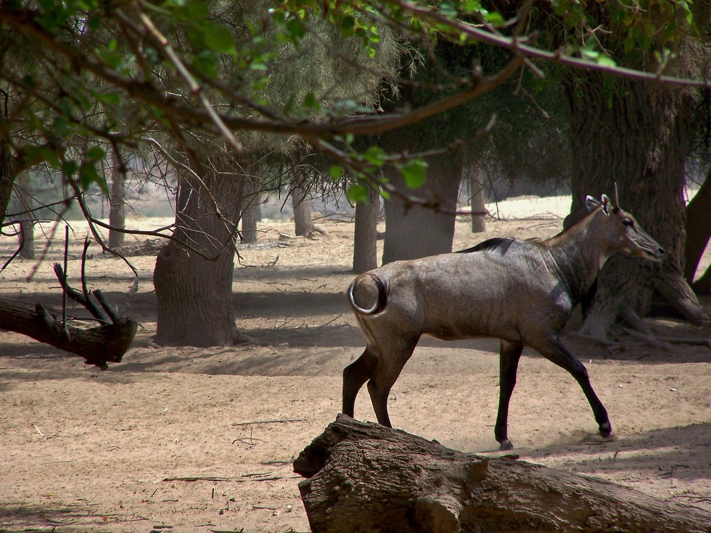 lal suhanra national park tour