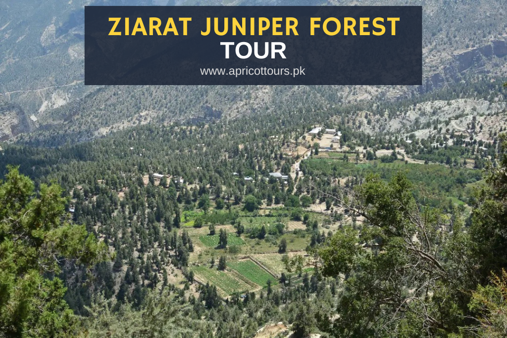 Ziarat Juniper Forest Tour