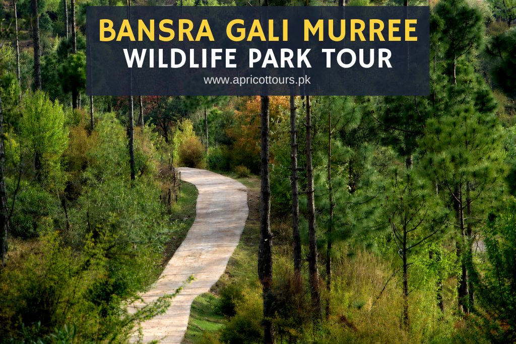 Bansra Gali Murree Wildlife Park Tour