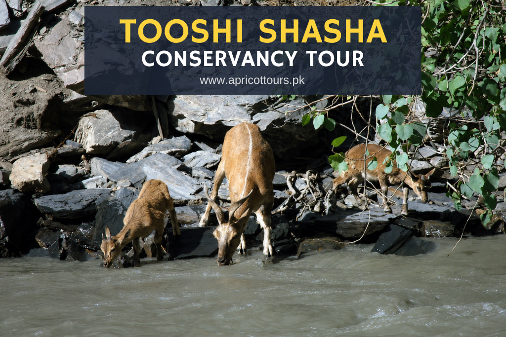 Tooshi Shasha Conservancy Tour