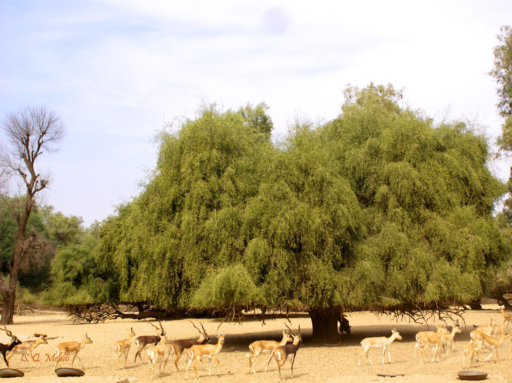 lal suhanra national park tour