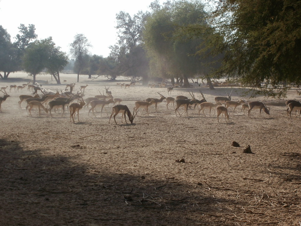lal suhanra national park tour