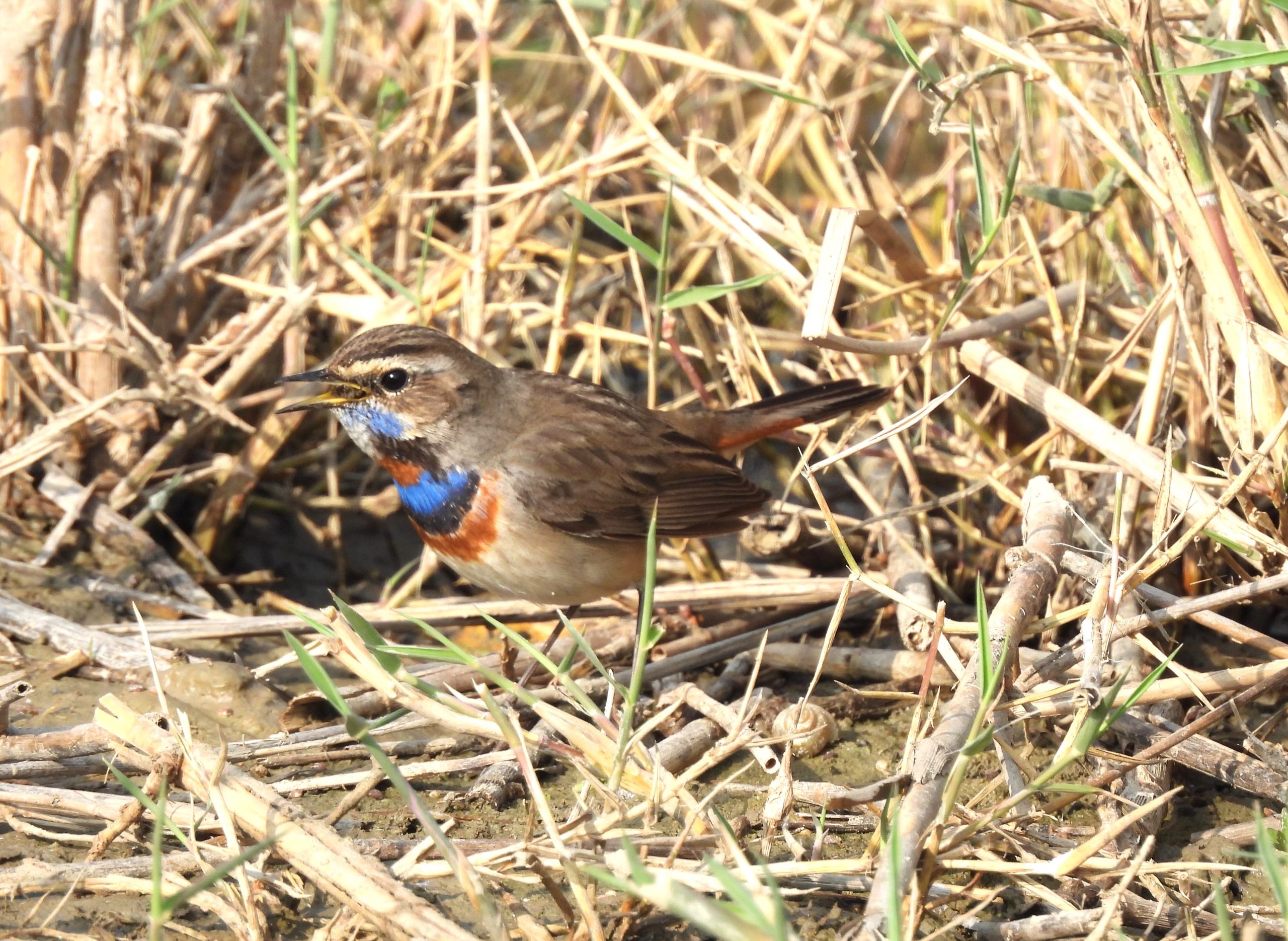 haleji lake wildlife sanctuary tour