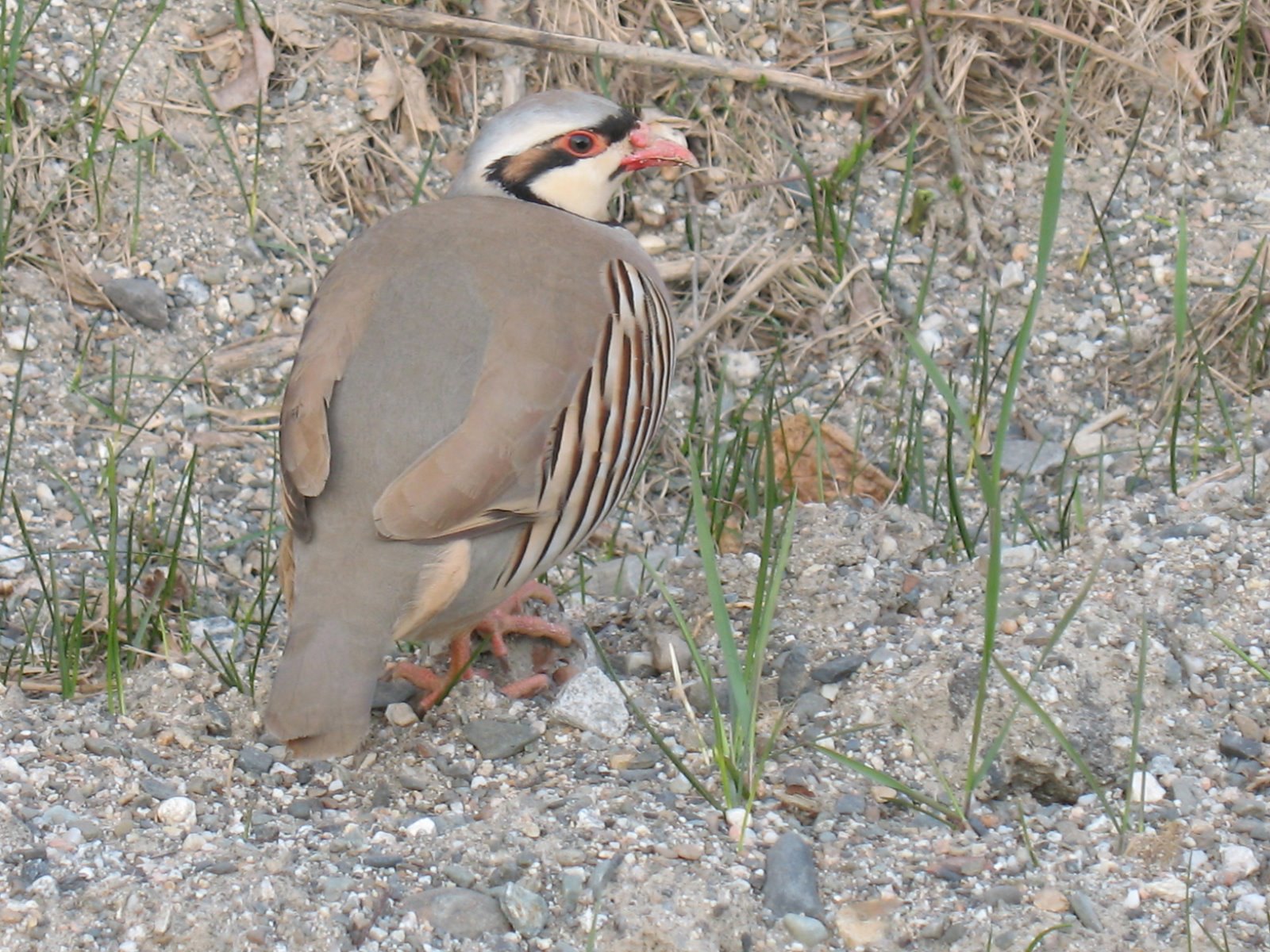 hazarganji-chiltan national park tour