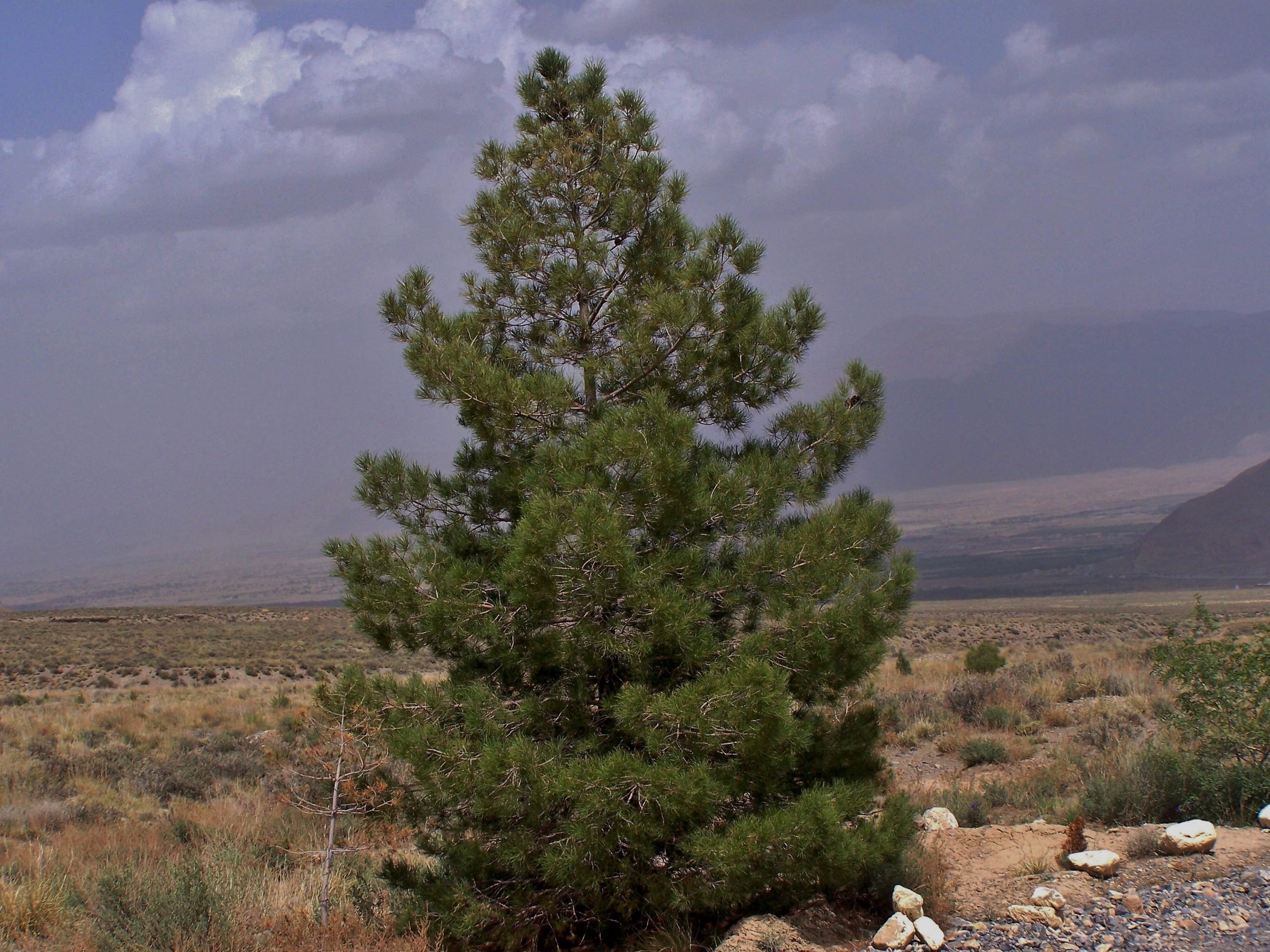 hazarganji-chiltan national park tour