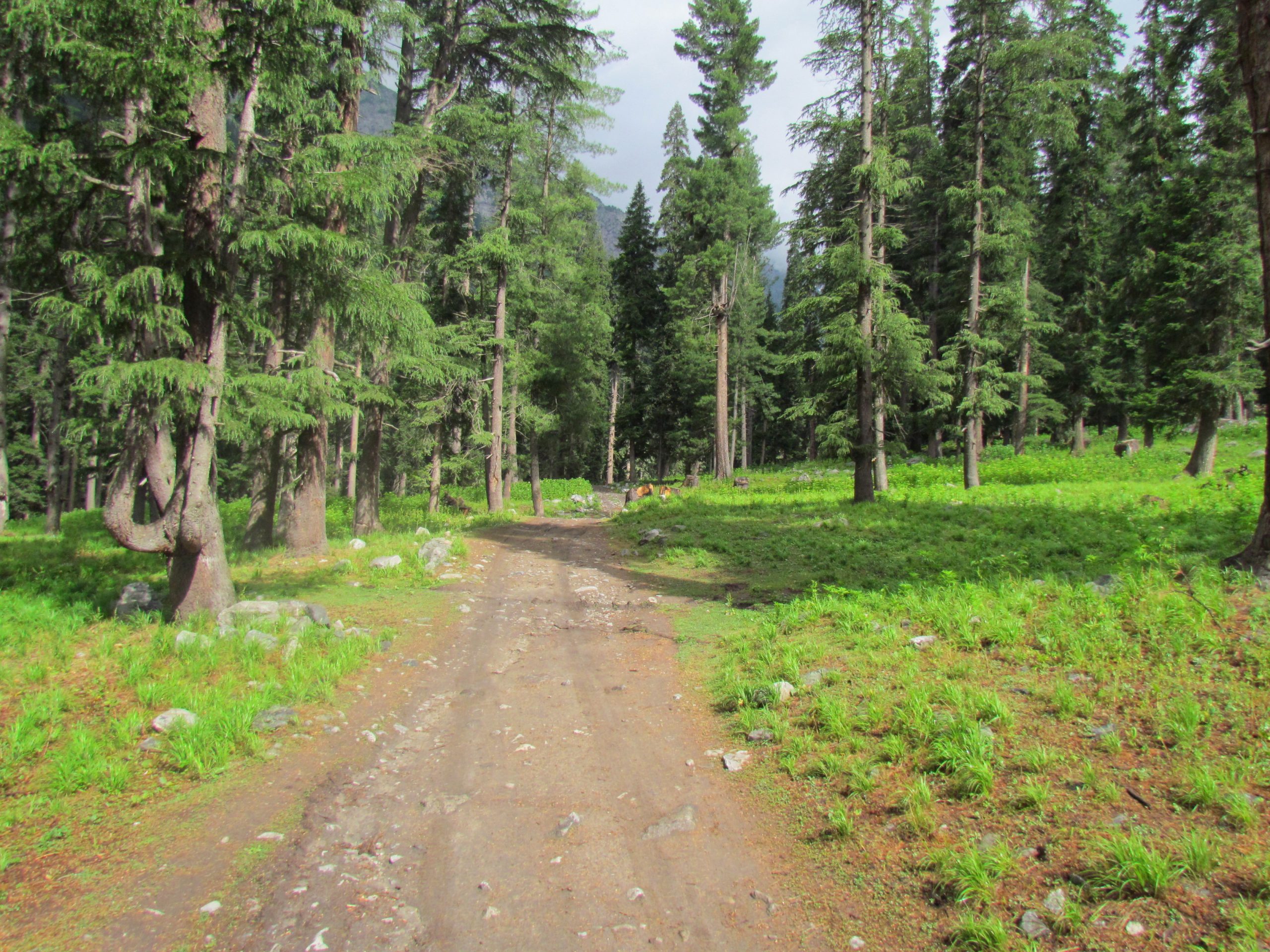 kumrat forest tour