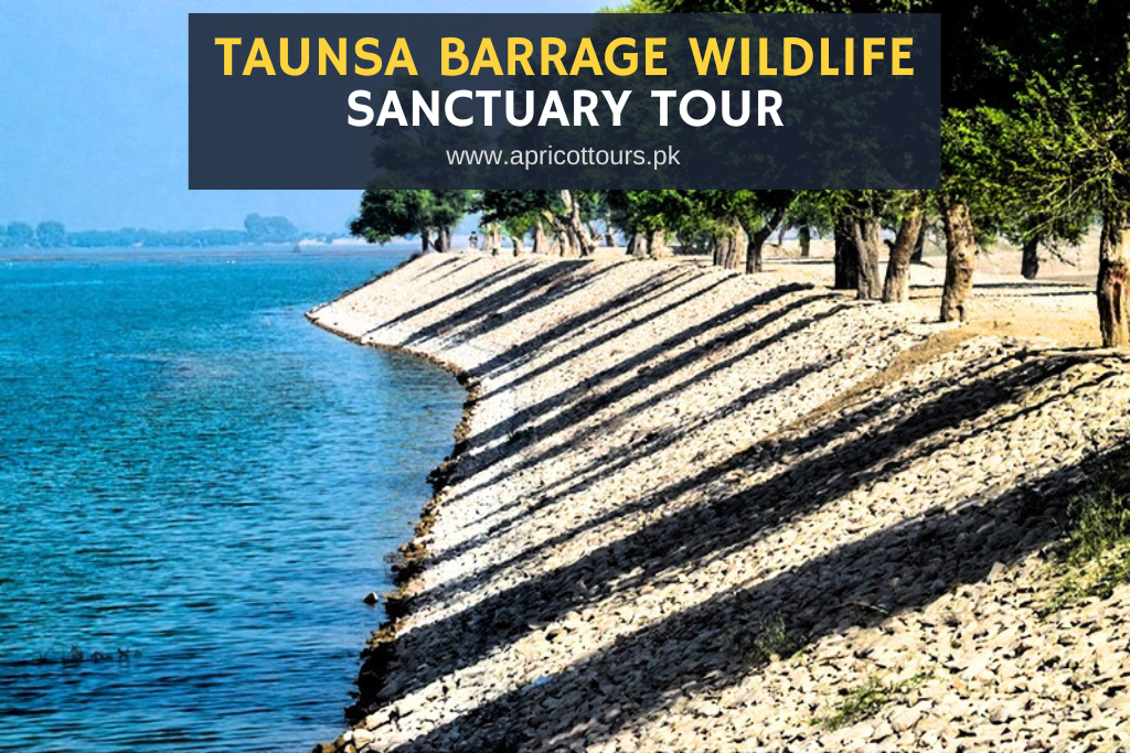 Taunsa Barrage Wildlife Sanctuary Tour
