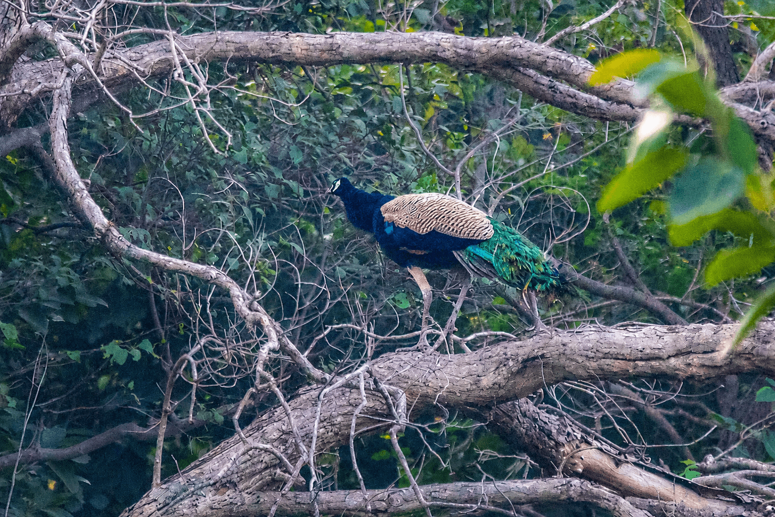 deva vatala national park tour