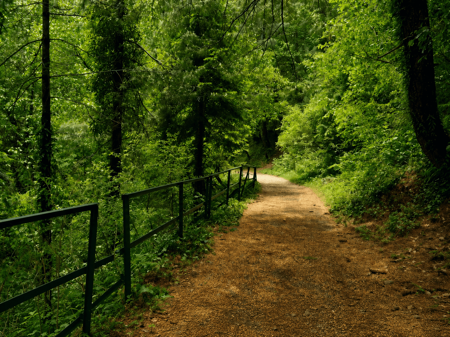 ayubia national park dunga gali tour