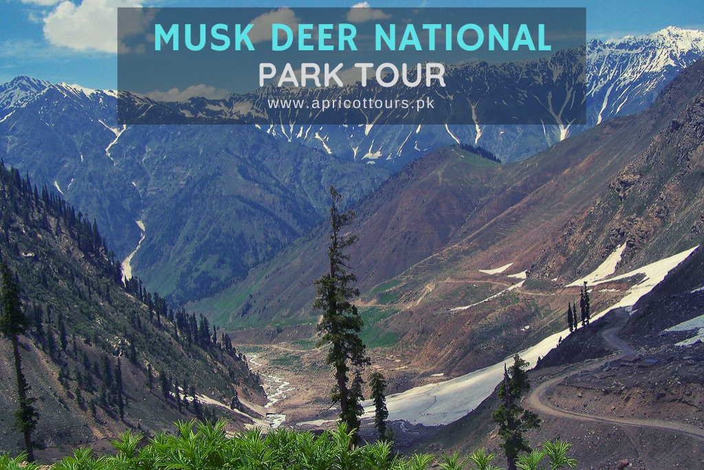 Musk Deer National Park Tour
