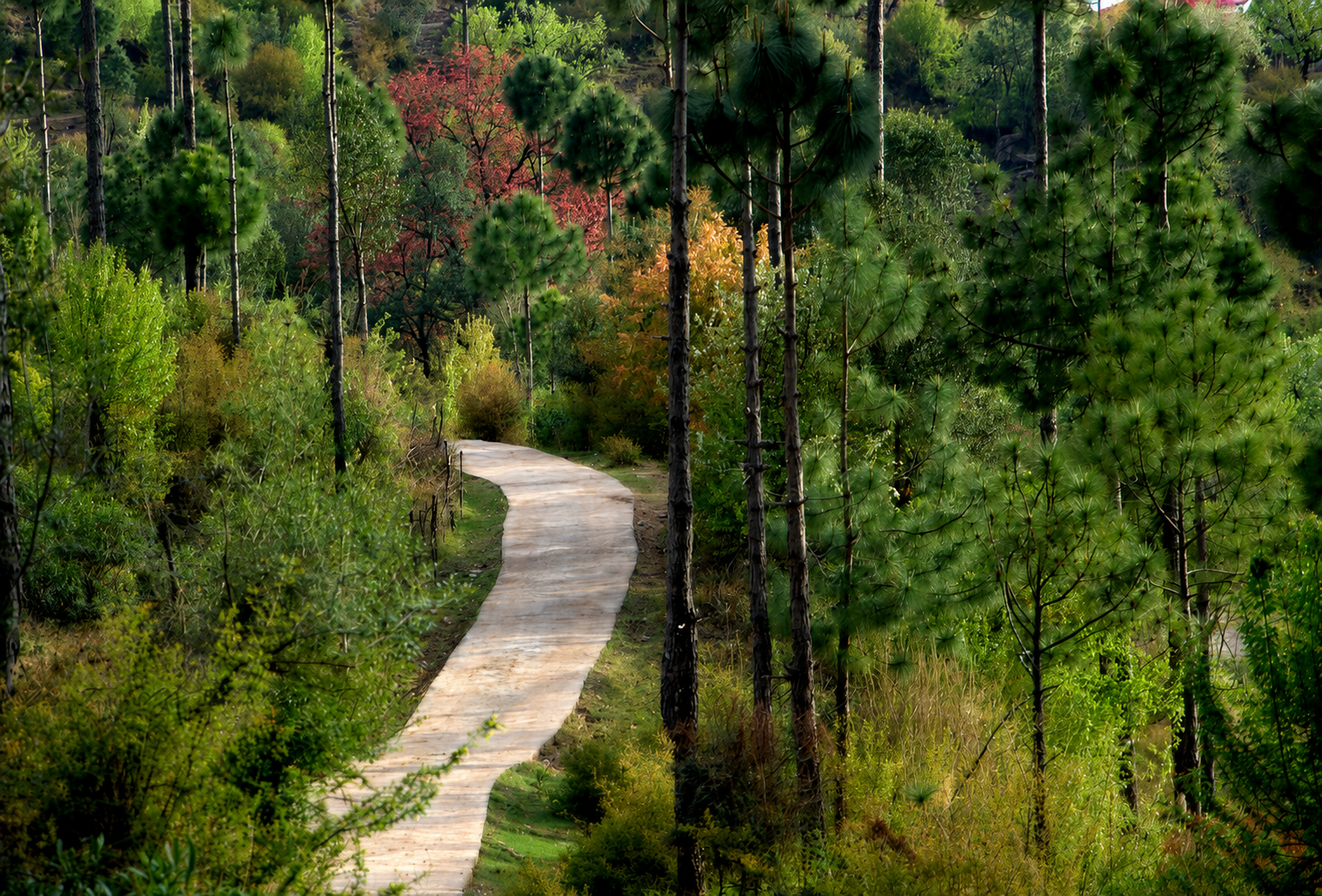 murree wildlife park tour