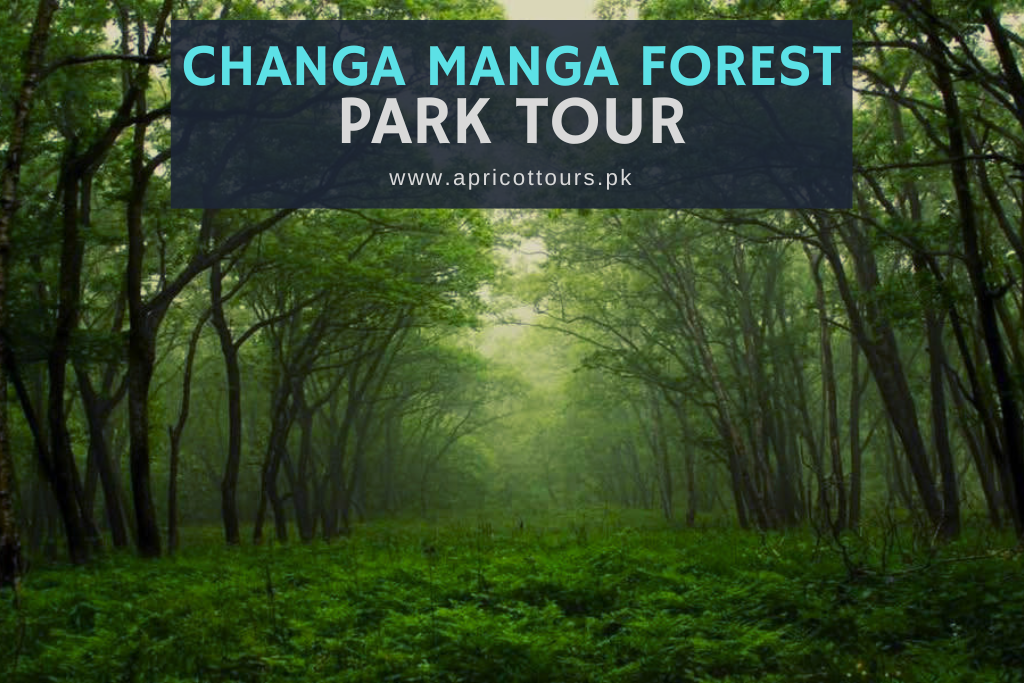 Changa Manga Forest Park Tour