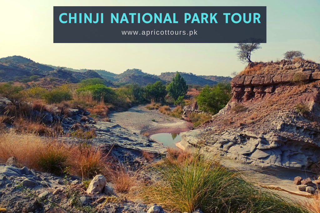Chinji National Park Tour