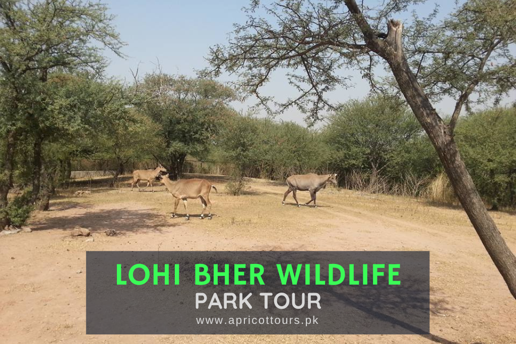 Lohi Bher Wildlife Park Tour