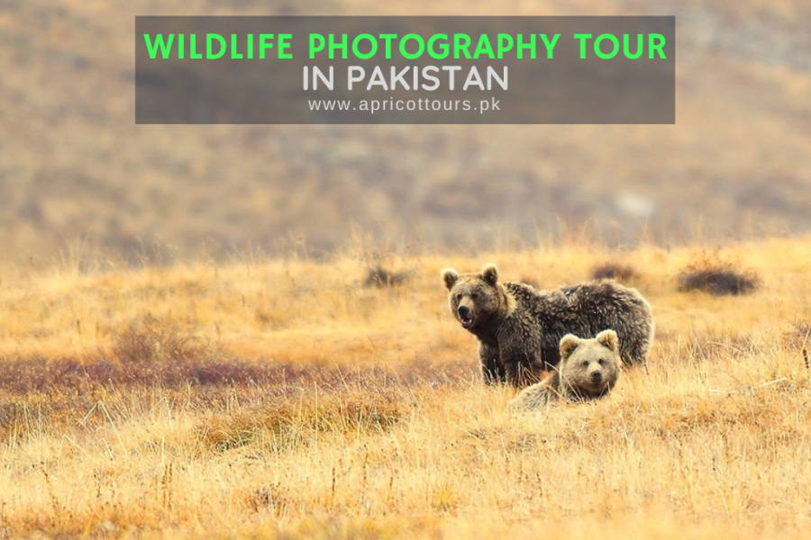 Wildlife Photography Tour in Pakistan
