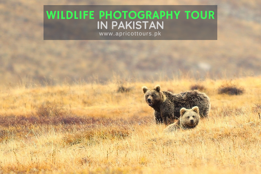 wildlife photography tour in pakistan