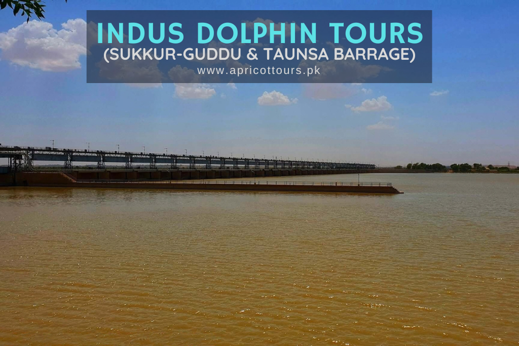 indus dolphin tours