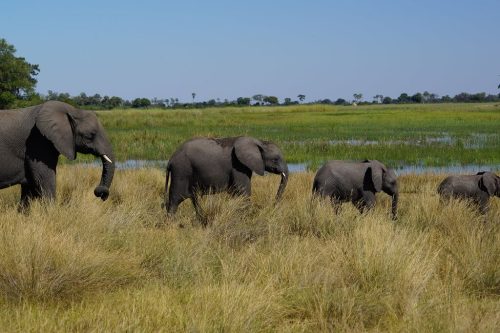 botswana tours