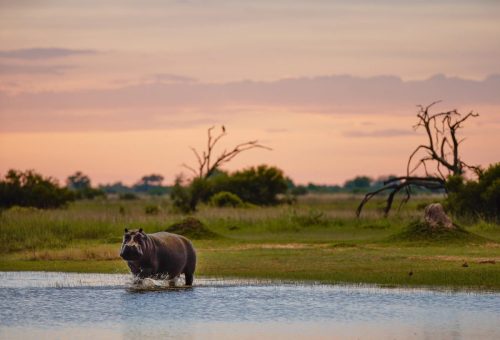 botswana tours