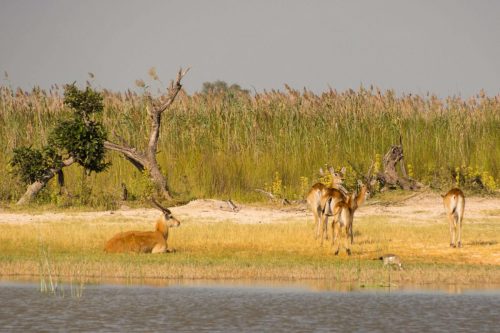 botswana tours
