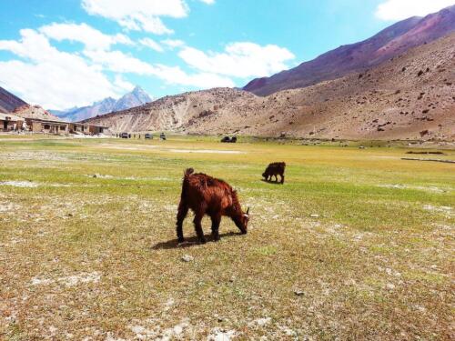 chapursan valley tour