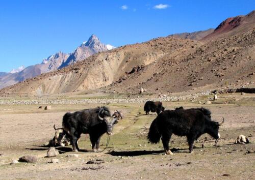 chapursan valley tour