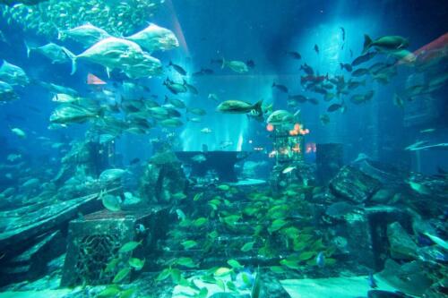 dubai tours