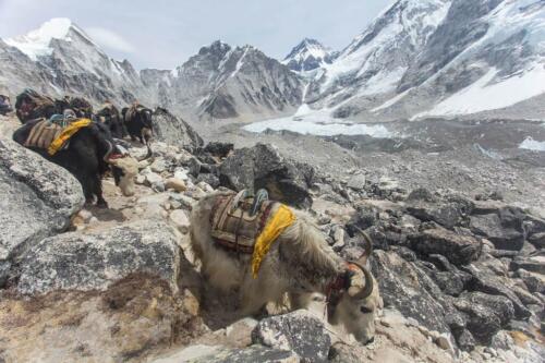 everest base camp trek