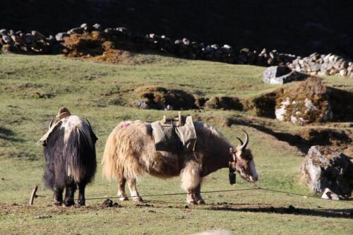 explore nepal tour with everest mountain flight